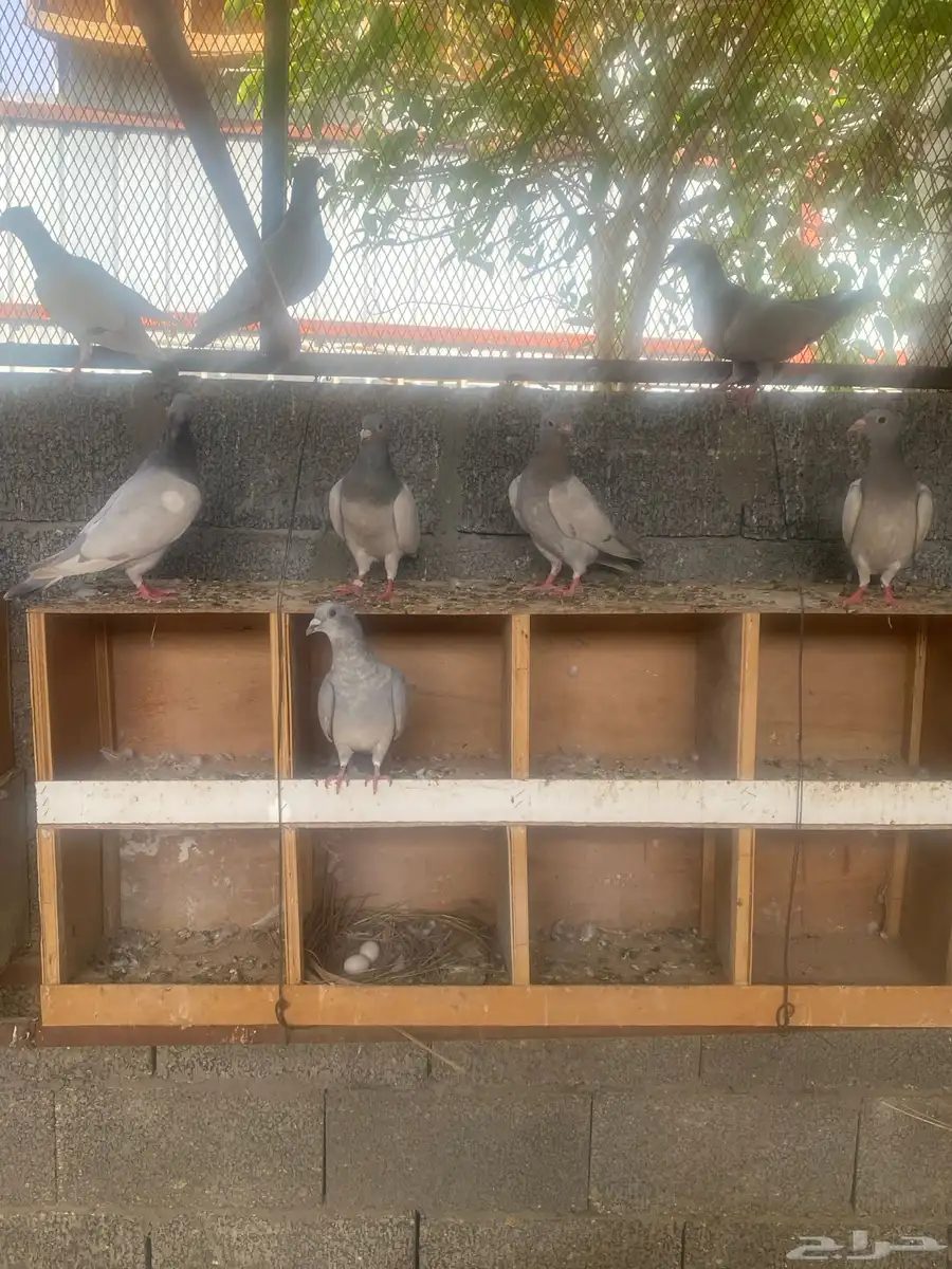 زاجل 12