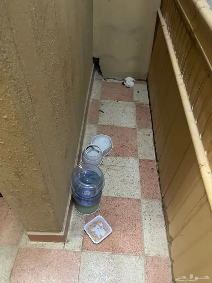 قطط لتبني العدد 3 5