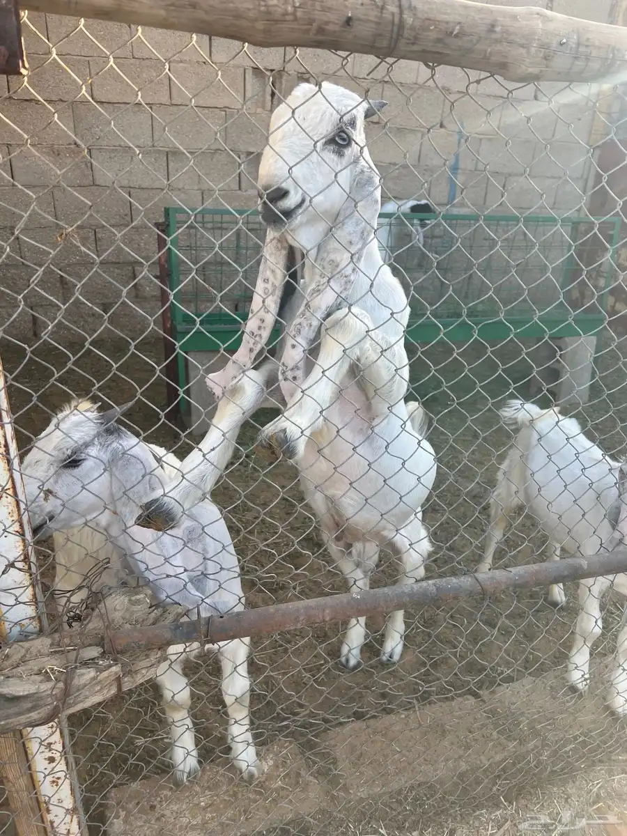 ماعز 1