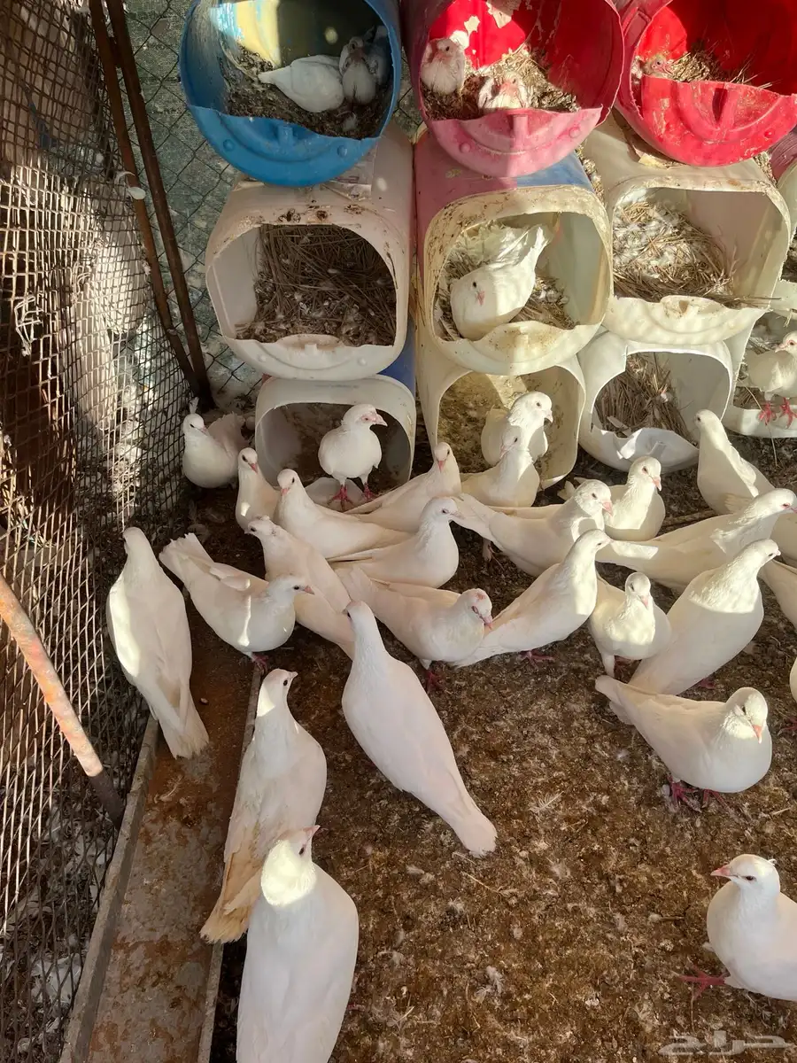 حمام فرنسي جامبو 33