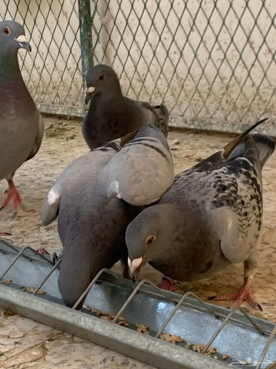 زاجل سباق 4