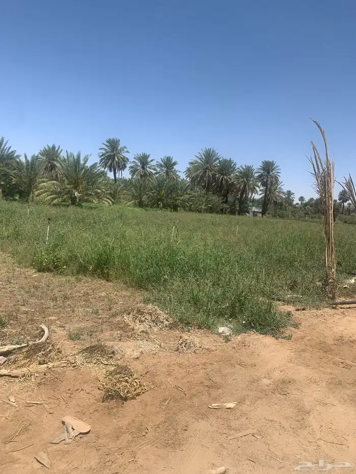 مزرعه للبيع في بيشة قرية الحيفة 7