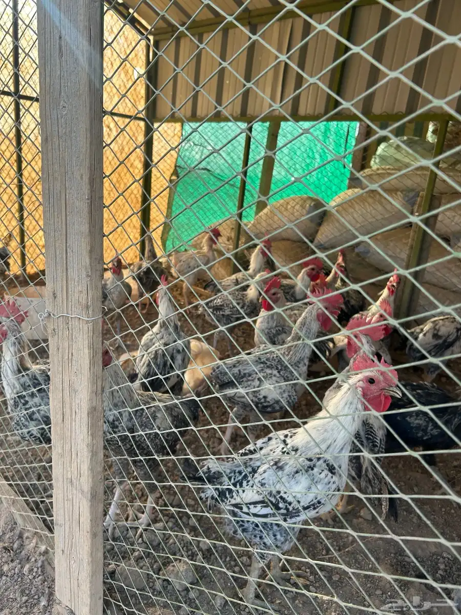 ديكة فيومي 1