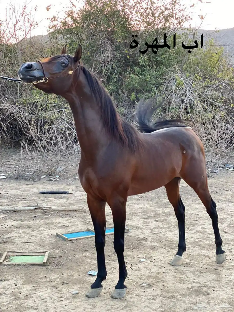 مهرة للبيع 6