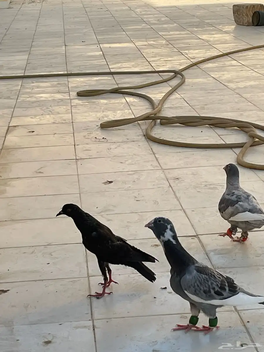 حمام نفاخ قلم 9