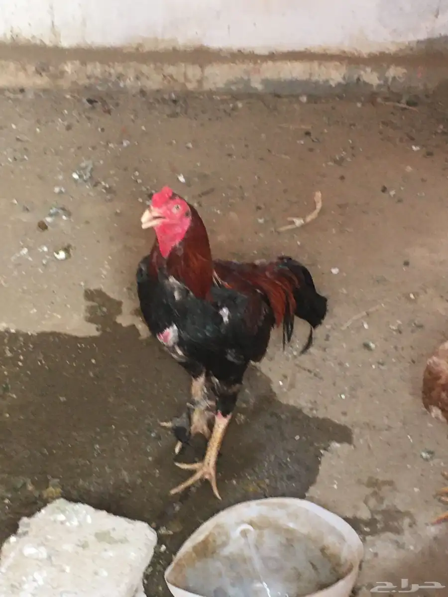 4 ديوكه باكستاني وشامو 0