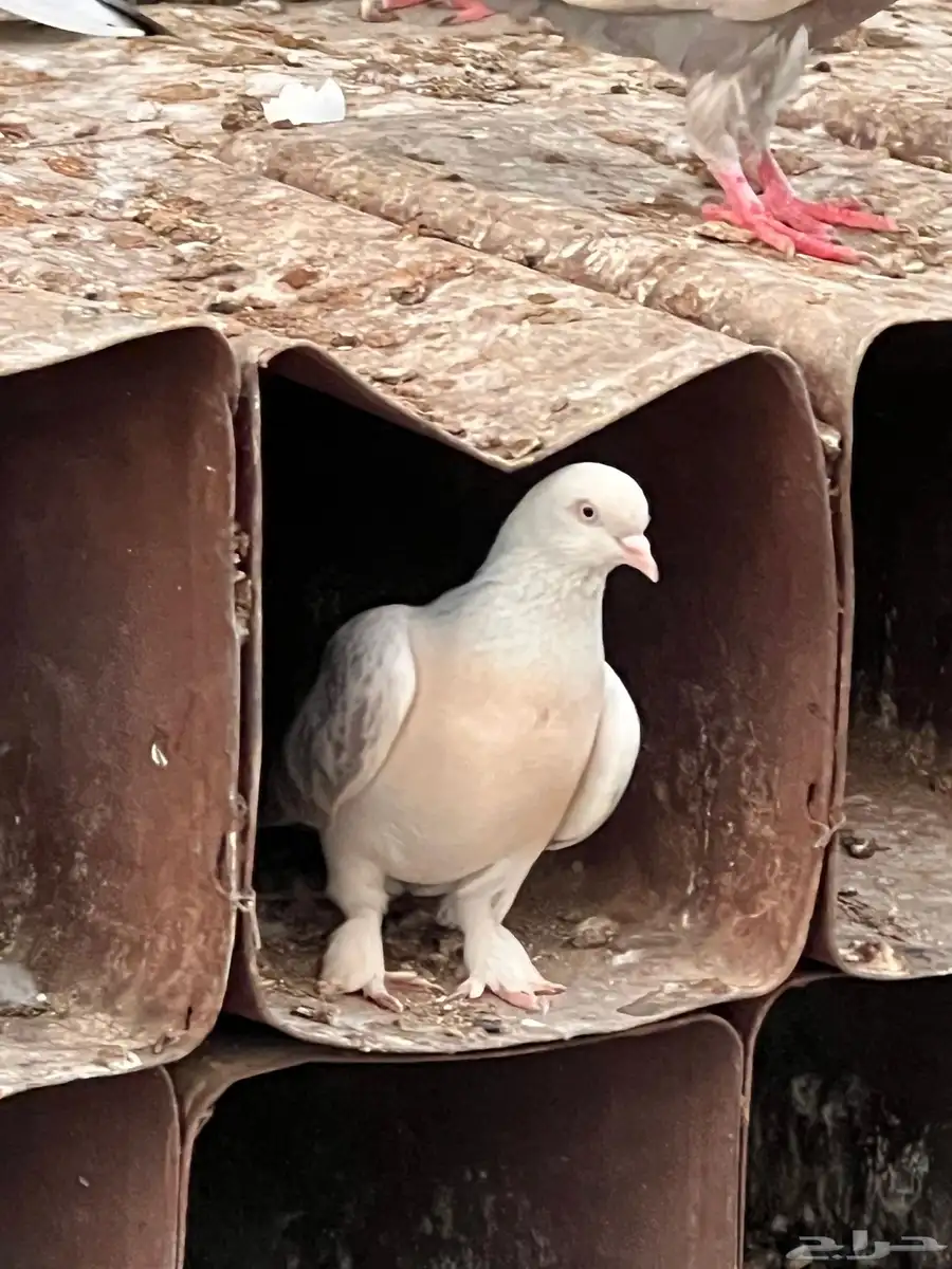 حمام للبيع 7