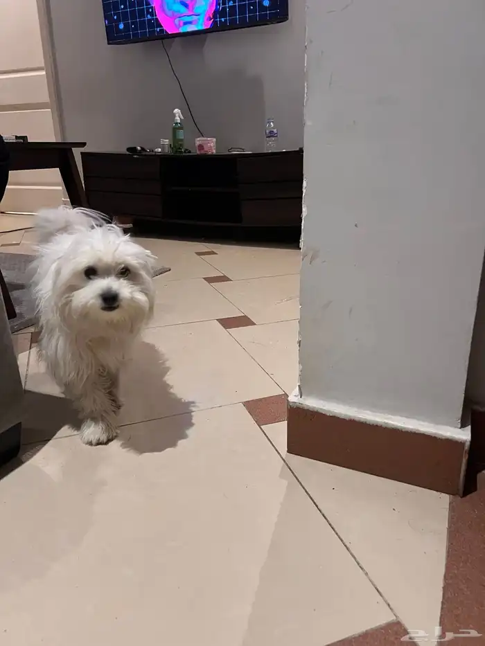 كلب شيواوا 2
