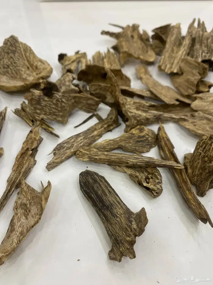 عود سومطري مميز 5