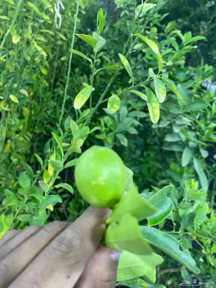 مشتل اشجار 11