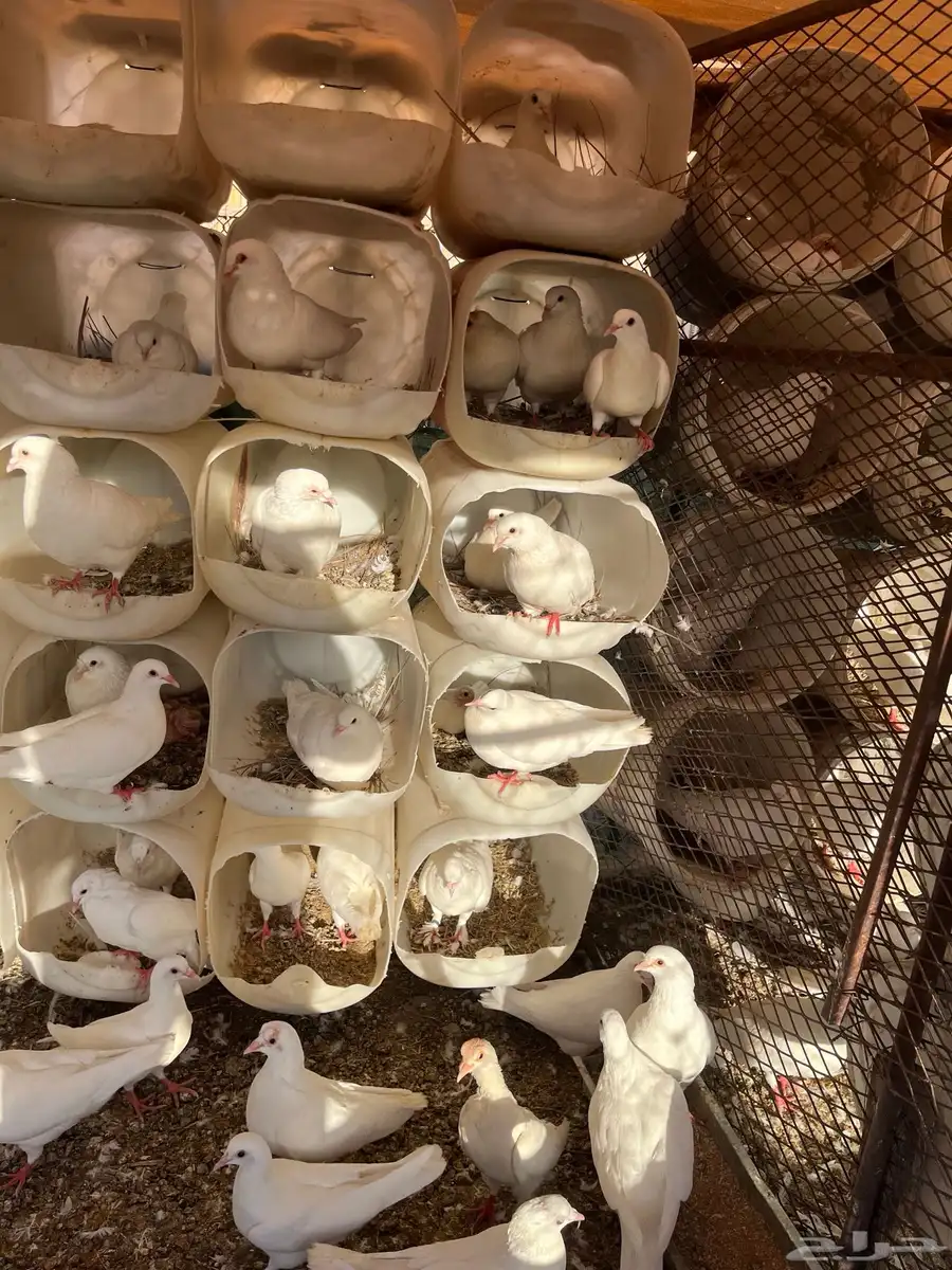 حمام فرنسي جامبو 30