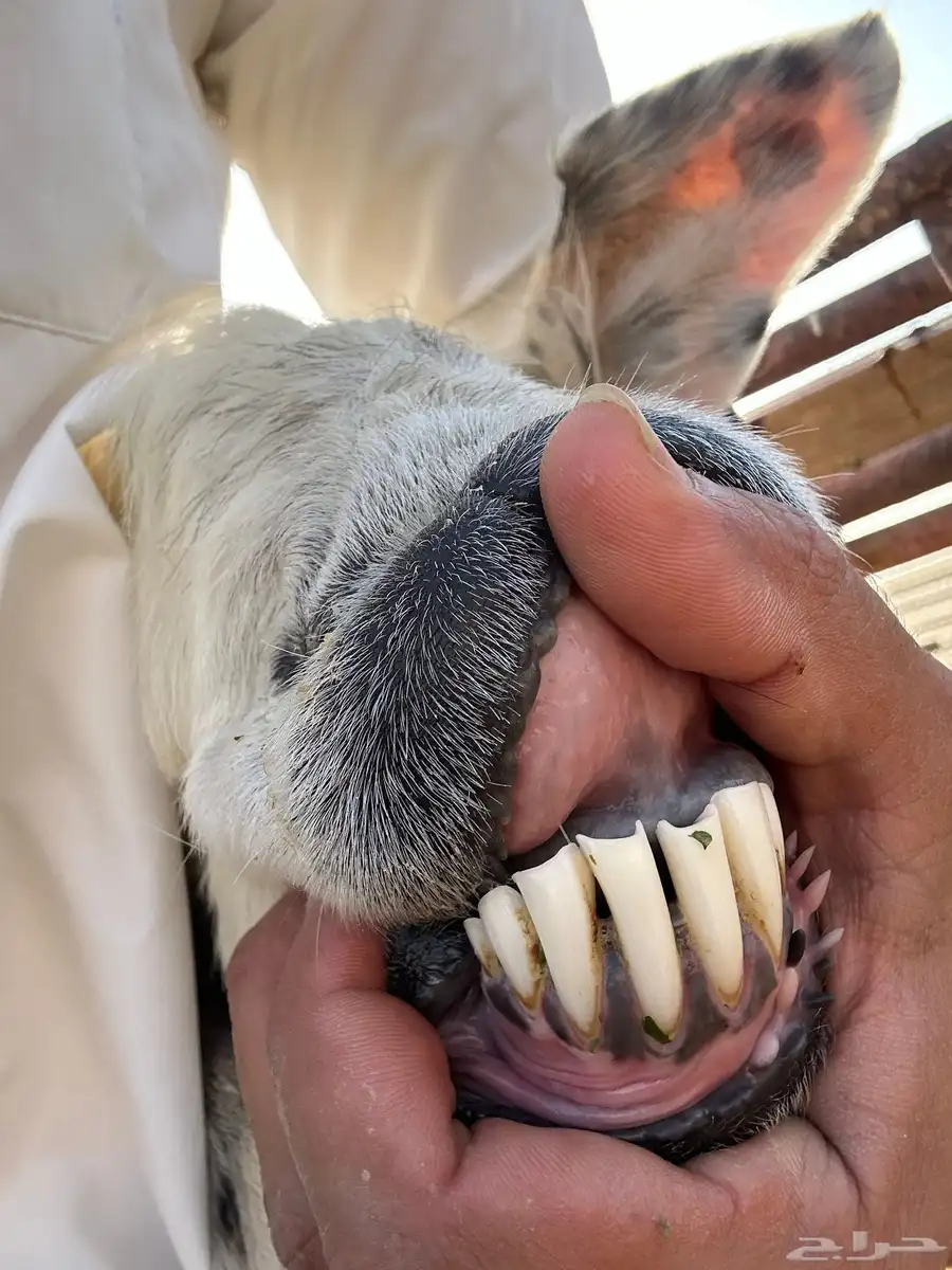 نجديه رغوث تحتها خروف 2