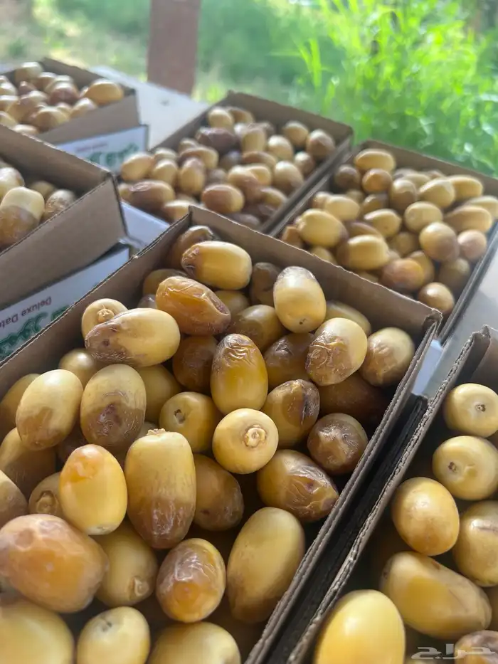 رطب عضوي 100 المزاحمية 1