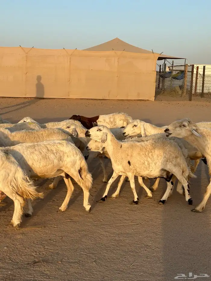 بيعت 11