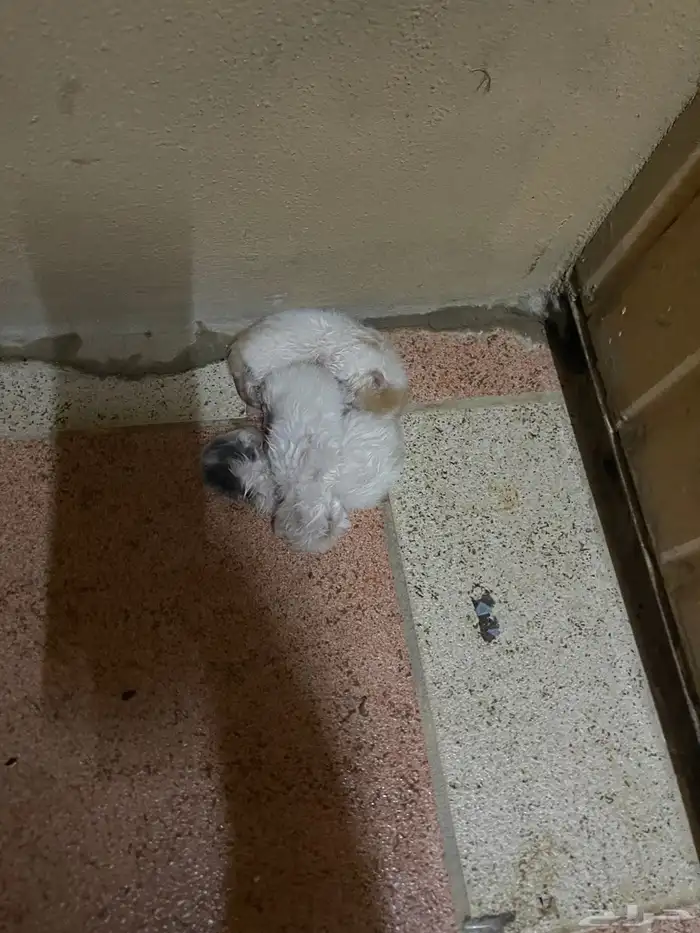 قطط لتبني العدد 3 3