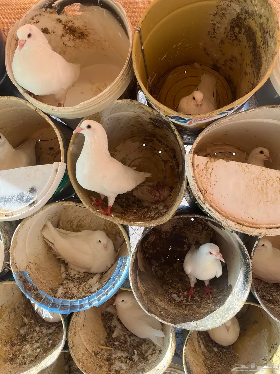 حمام فرنسي جامبو 9