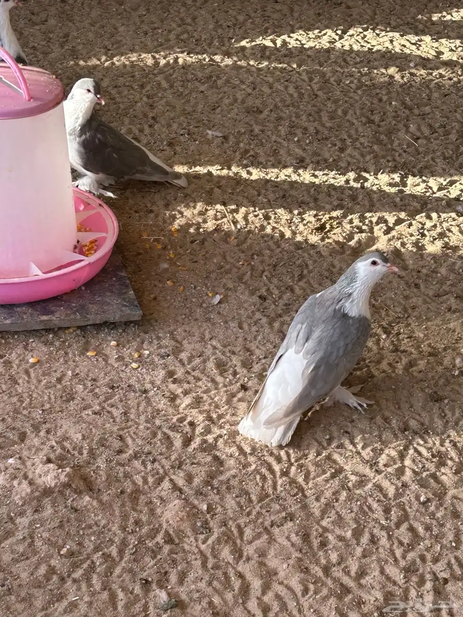 حمام شيرازي او بطريقي 9