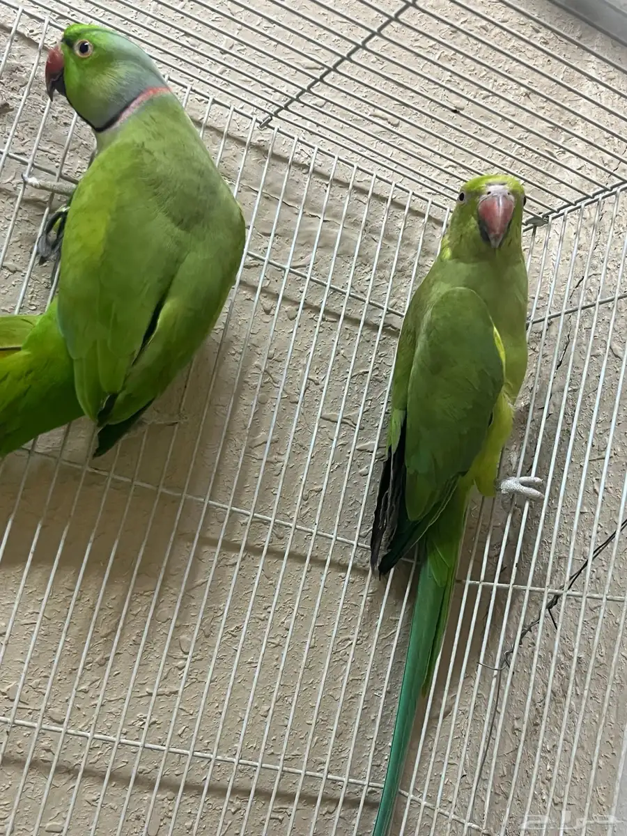 جوز دره هندي 0