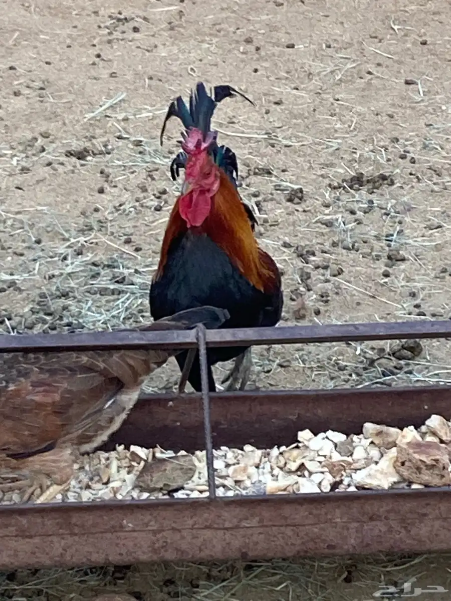 ديك عربي تاج 0