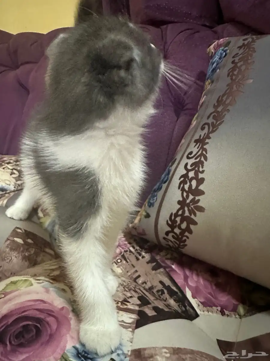 قط من اب شيرازي وام سكوتش للبيع 3