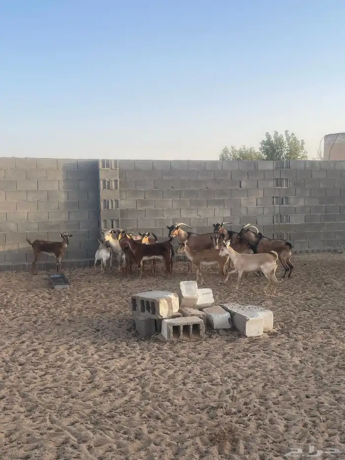 معزا جنوبية هجينة وعل 2