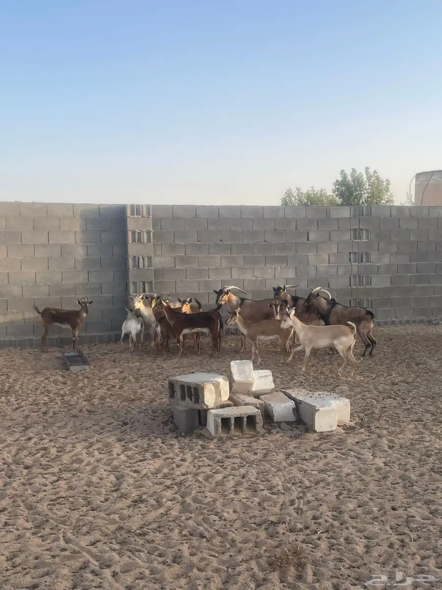 معزا جنوبية هجينة وعل 2