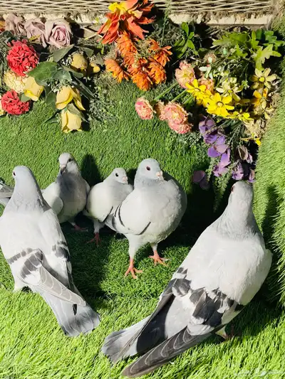 للبيع مجموعة طبات زواجل ايس 1