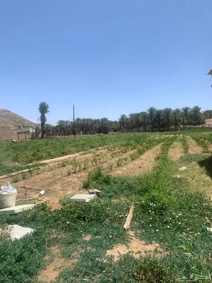 مزرعه للبيع في بيشة قرية الحيفة 3