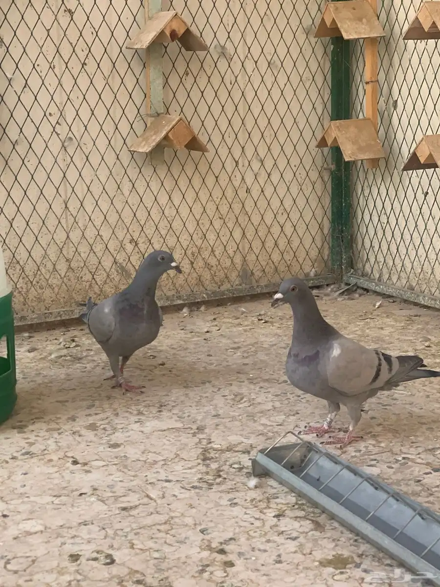 زاجل سباق 11