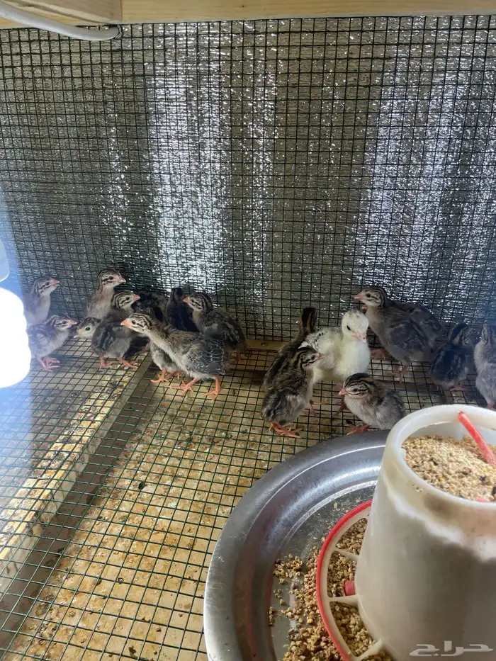 صوص دجاج حبشي 2