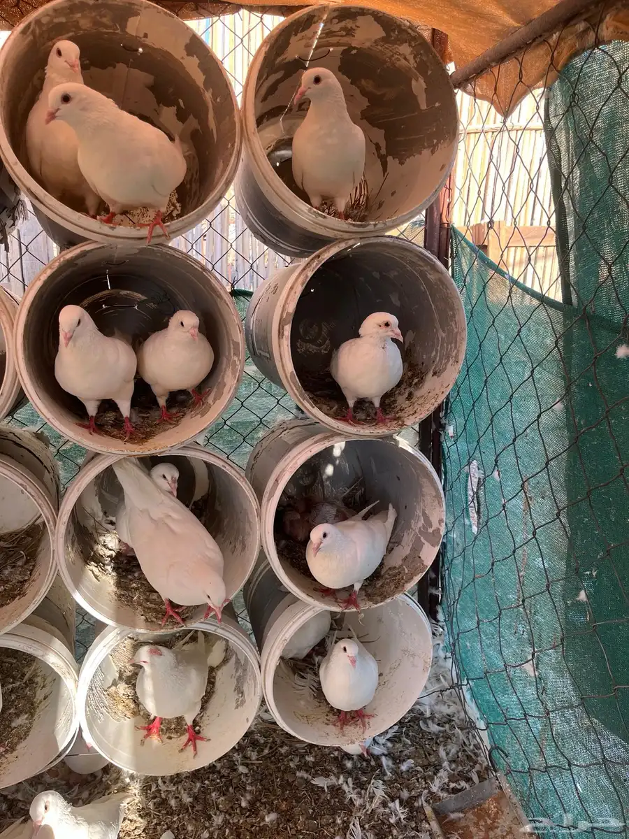 حمام فرنسي جامبو 20