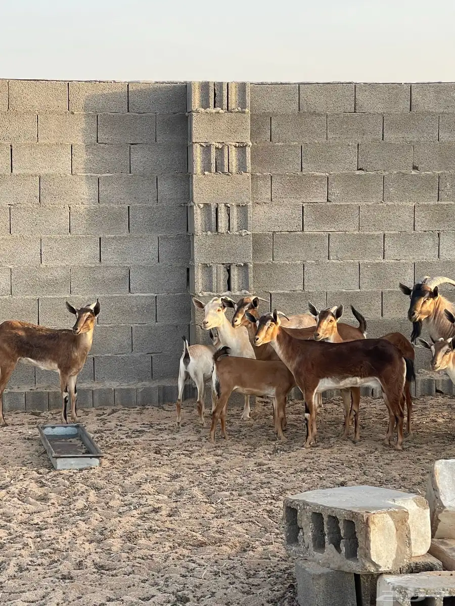 معزا جنوبية هجينة وعل 0