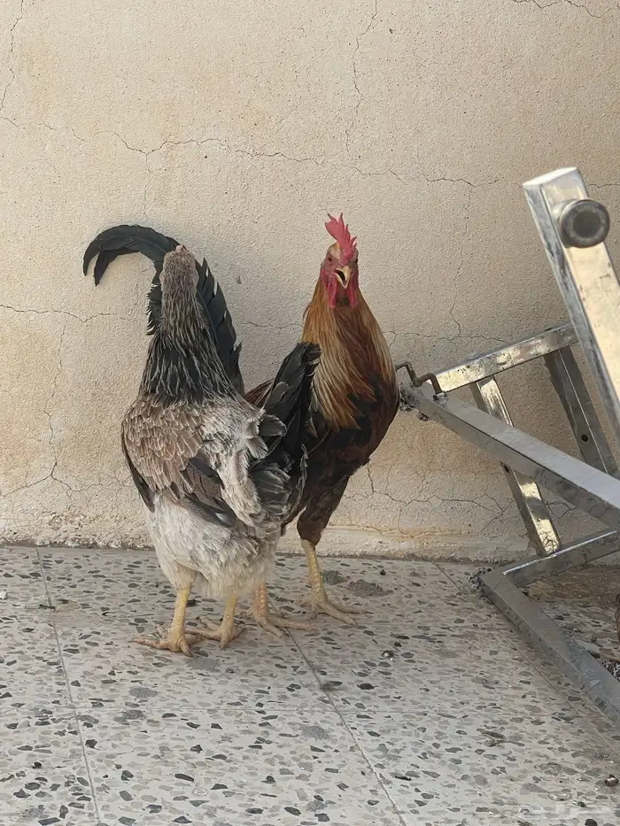 دجاج 0