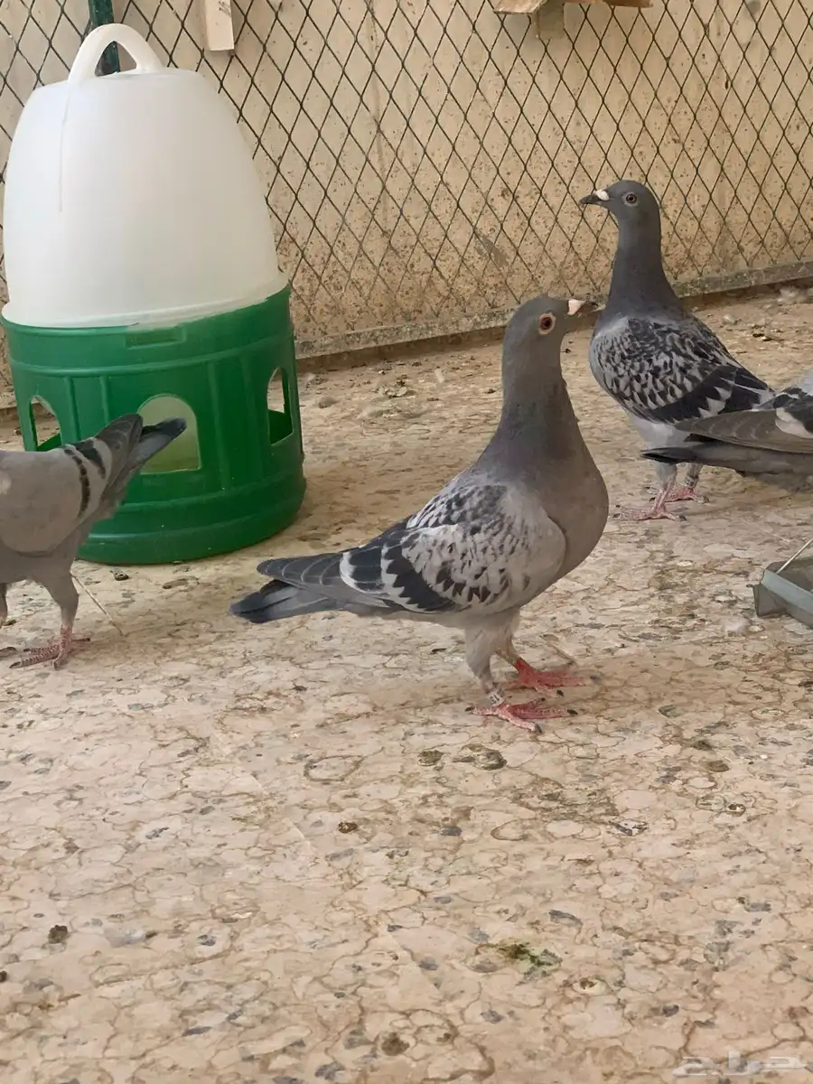 زاجل سباق 10
