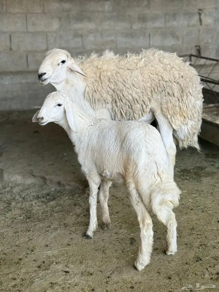 فحل حري مشروط صنف الصنف 6