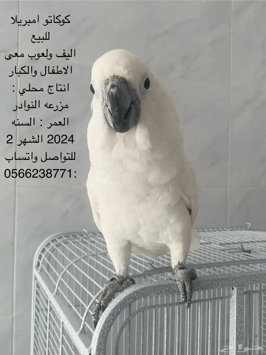 ببغاء كوكاتو 0