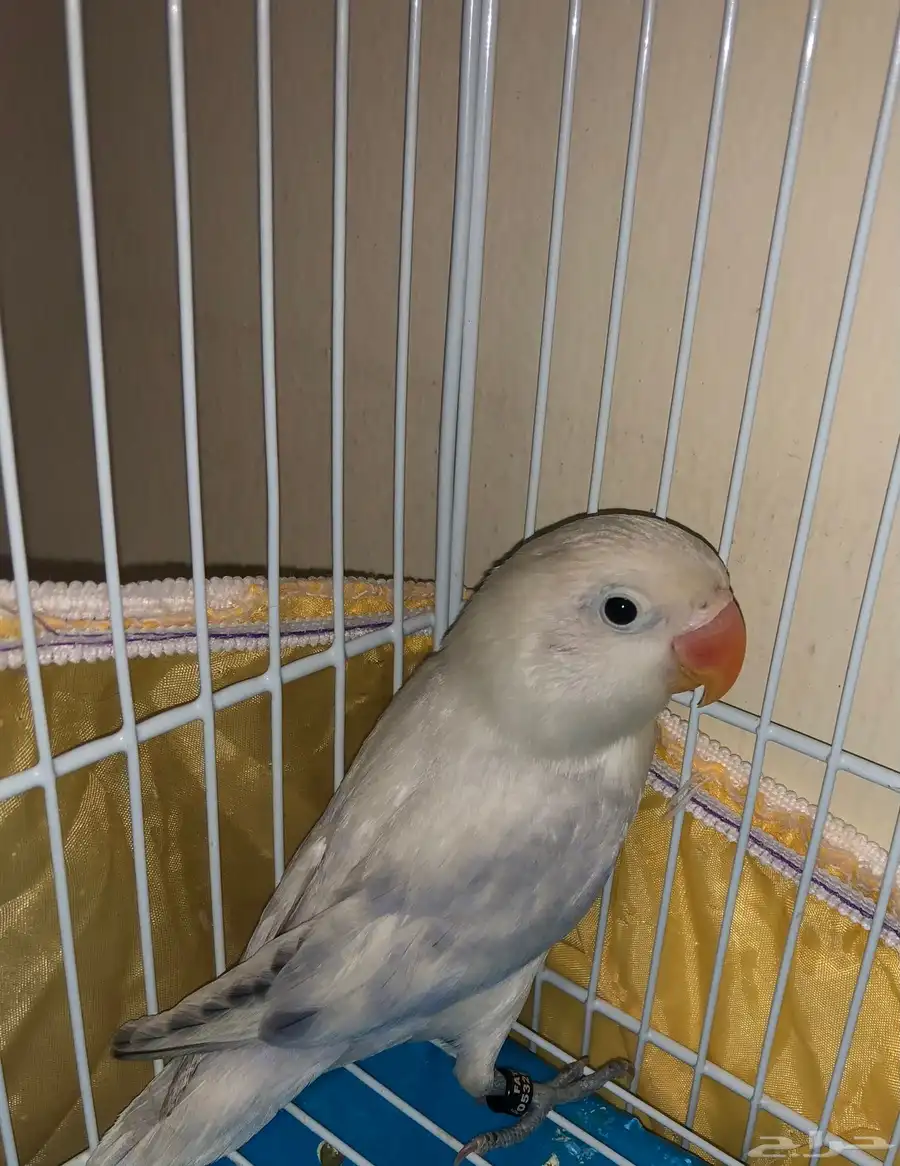 فروخ 11
