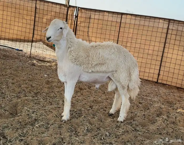 جذع حري مشروع فحل ( معرف ) 1
