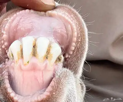 عنز نادره حجازيه دافع تم البيع 0