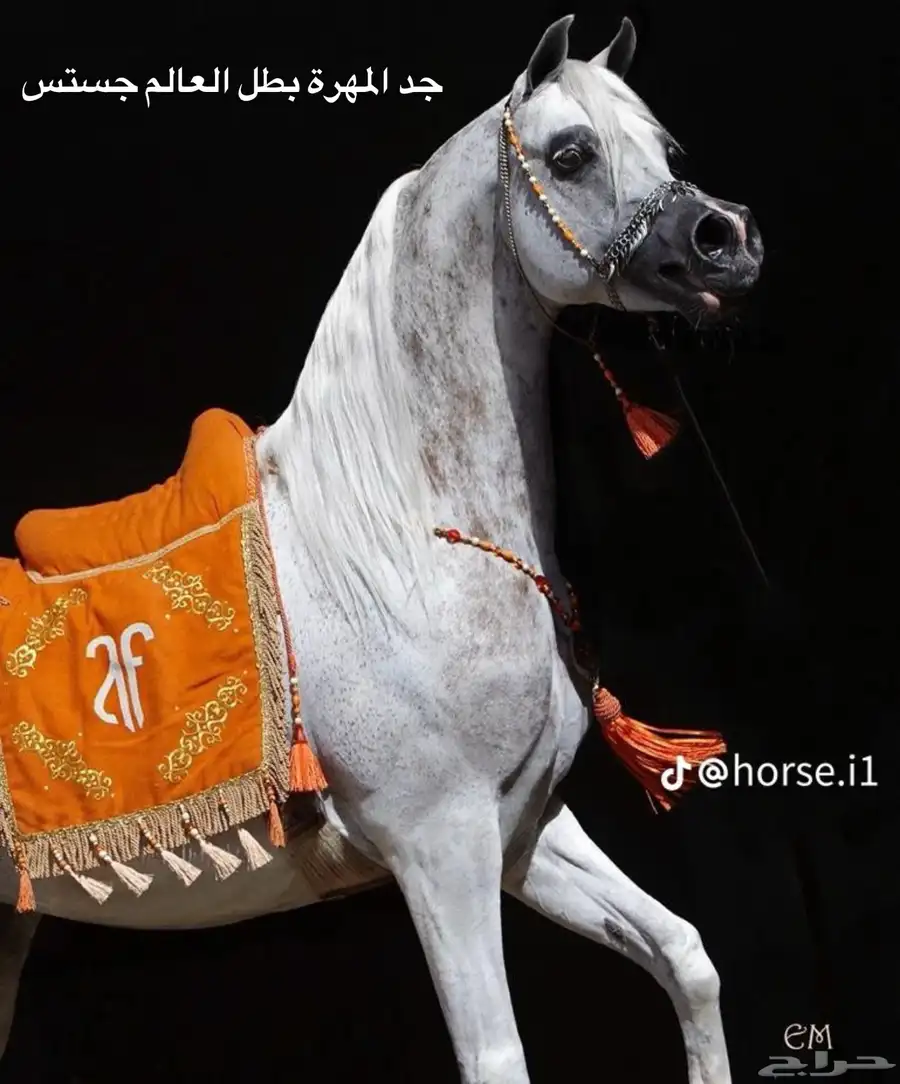 مهرة للبيع 8
