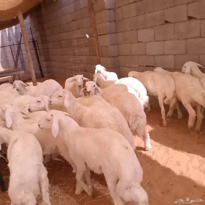 ذبايح حري .. متوفر تمارا ( الرياض مخرج 36 ) 0