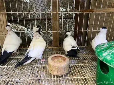 حمام سوداني آلماني تم البيع 5