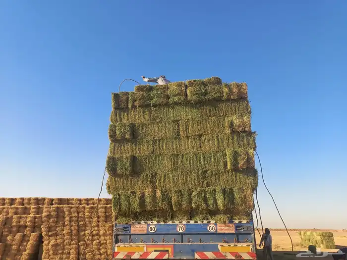 برسيم تبرجل 2