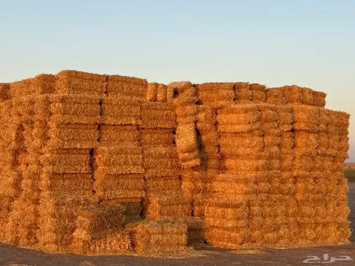 للبيع تبن قمح معه نسبة خلط برسيم 9