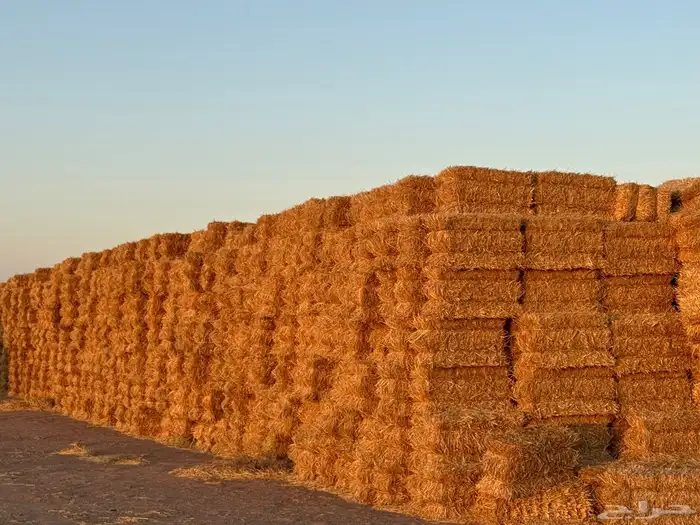 للبيع تبن قمح معه نسبة خلط برسيم 0