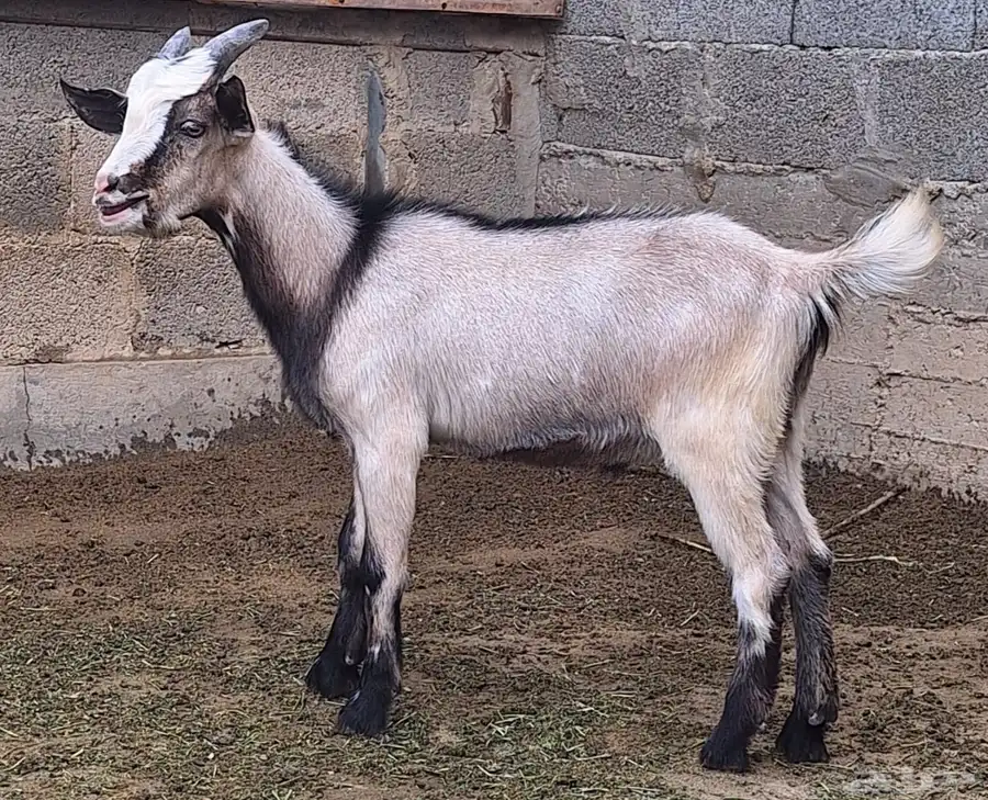 جفر البين 0