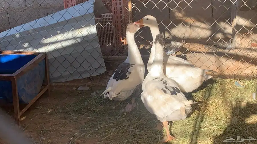 وز بلدي منتج الزلفي 4
