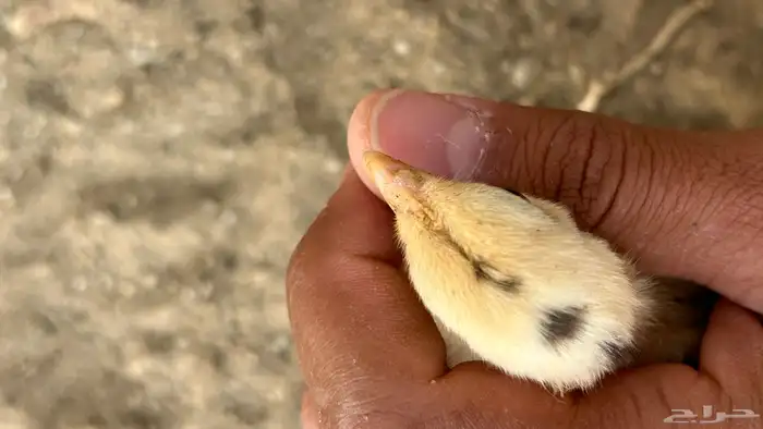 تم البيع 7