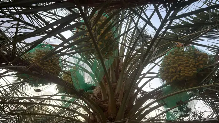 تمر نخيل عدد 200 كل الانواع واتس 5