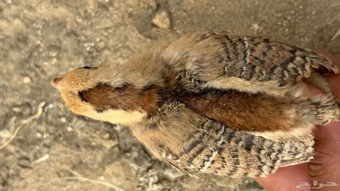 تم البيع 11